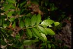 Sumac, Dwarf/Winged-Rhus copallina-pg# 124