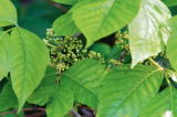 Ivy, Poison-Rhus radicans-pg# 140