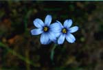 Blue-eyed Grass