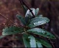 Greenbrier, Laurel-leave-Smilax laurifolia-pg# 140