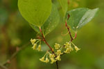 Greenbrier, Common/Catbr-Smilax rotundifolia-pg# 138