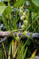 Bur-reed, Slender-Sparganium americanum-pg# 144