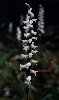 Nodding Ladies-tresses - Spiranthes cernua - pg# 180