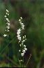 Little Ladies'-tresses