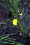 Fibrous Bladderwort