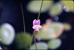 Purple Bladderwort